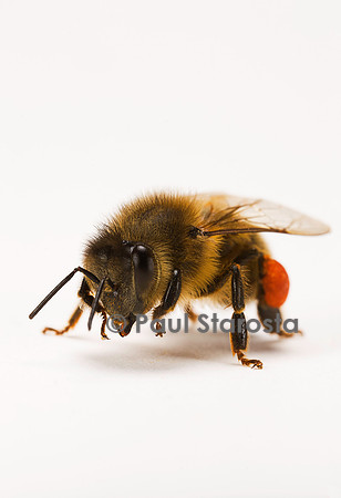 Apis mellifera (abeille) - ouvrière