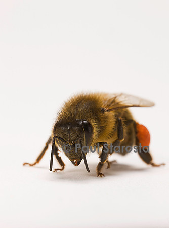 Apis mellifera (abeille) - ouvrière