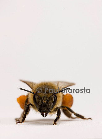 Apis mellifera (abeille) - ouvrière