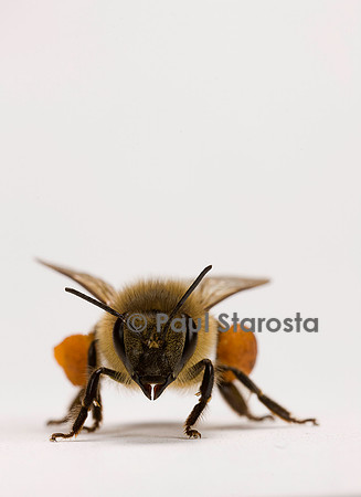 Apis mellifera (abeille) - ouvrière
