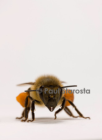 Apis mellifera (abeille) - ouvrière