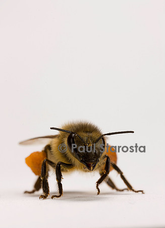 Apis mellifera (abeille) - ouvrière