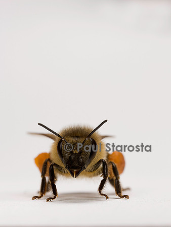 Apis mellifera (abeille) - ouvrière