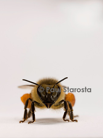 Apis mellifera (abeille) - ouvrière