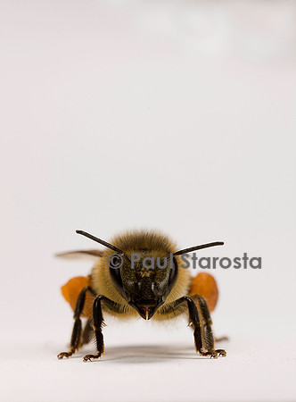 Apis mellifera (abeille) - ouvrière