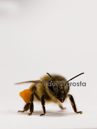 Apis mellifera (abeille) - ouvrière