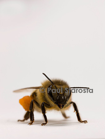 Apis mellifera (abeille) - ouvrière