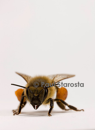 Apis mellifera (abeille) - ouvrière