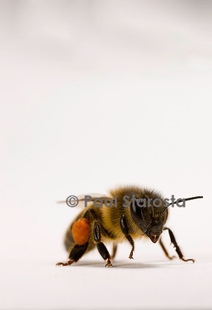 Apis mellifera (abeille) - ouvrière