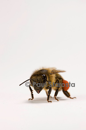 Apis mellifera (abeille) - ouvrière