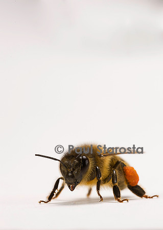 Apis mellifera (abeille) - ouvrière