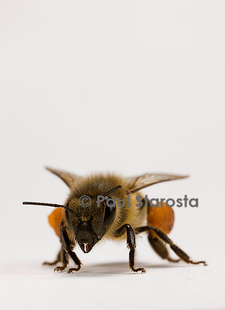 Apis mellifera (abeille) - ouvrière