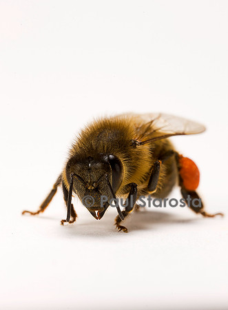 Apis mellifera (abeille) - ouvrière