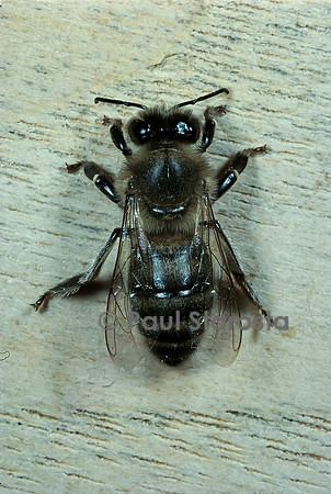 Apis mellifera caucasia (abeille) - ouvrière caucasienne