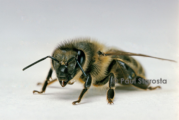 Apis mellifera (abeille) - ouvrière