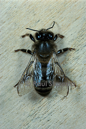 Apis mellifera (abeille) - ouvrière hybride italienne-caucasienne