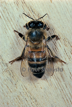 Apis mellifera ligustica (abeille) - ouvrière italienne