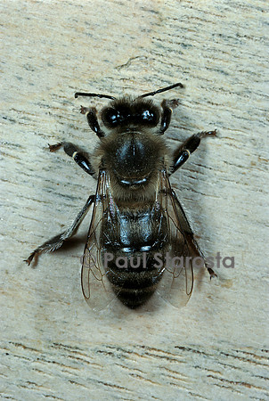 Apis mellifera (abeille) - ouvrière noire