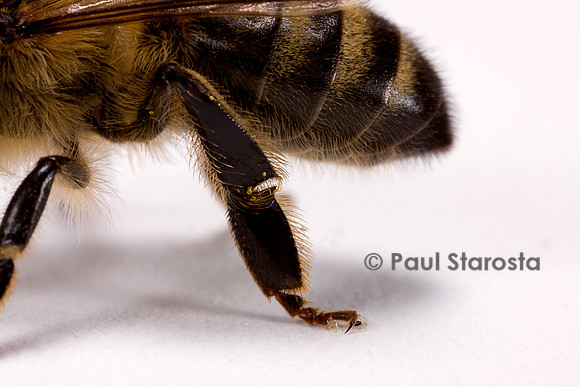Apis mellifera (abeille) - patte arrière