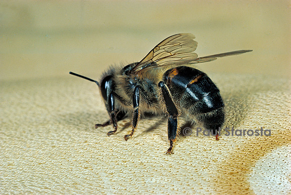 Apis mellifera (abeille) - piqûre 1