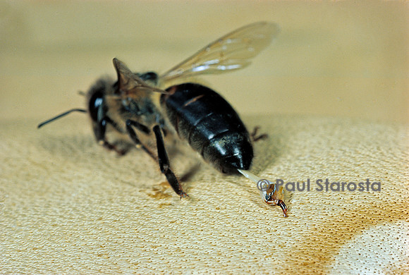 Apis mellifera (abeille) - piqûre 2