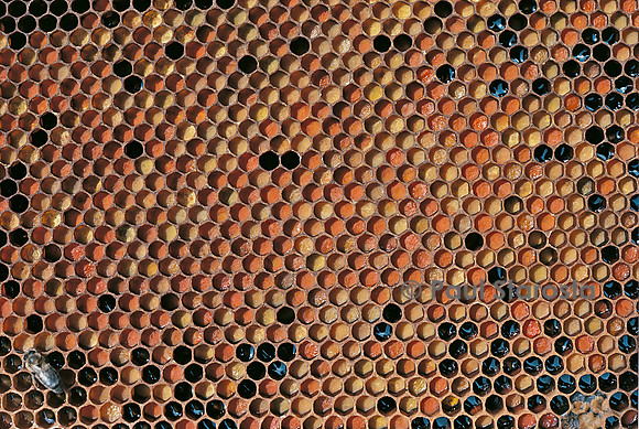 Apis mellifera (abeille) - pollen dans les alvéoles