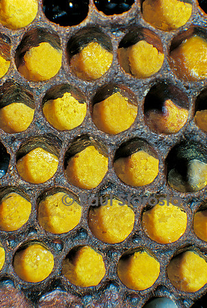 Apis mellifera (abeille) - pollen dans les alvéoles