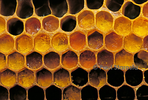 Apis mellifera (abeille) - pollen dans les alvéoles