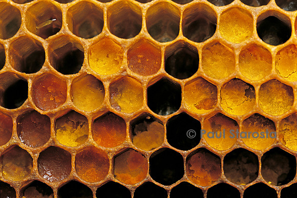 Apis mellifera (abeille) - pollen dans les alvéoles