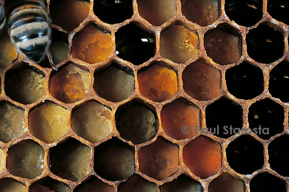 Apis mellifera (abeille) - pollen dans les alvéoles