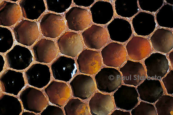 Apis mellifera (abeille) - pollen dans les alvéoles