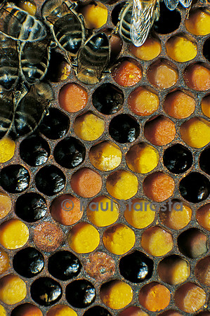 Apis mellifera (abeille) - pollen dans les alvéoles