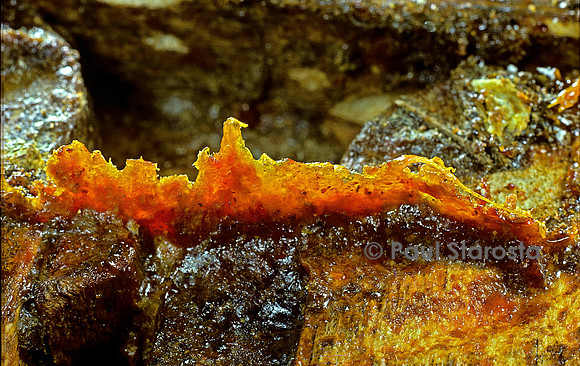 Apis mellifera (abeille) - propolis