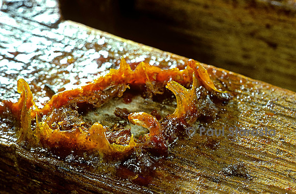 Apis mellifera (abeille) - propolis
