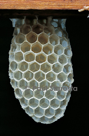Apis mellifera (abeille) - rayon en construction