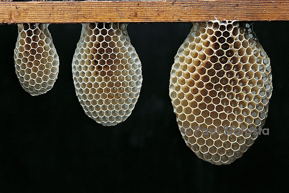 Apis mellifera (abeille) - rayon en construction