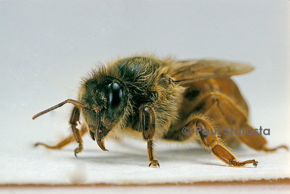 Apis mellifera (abeille) - reine