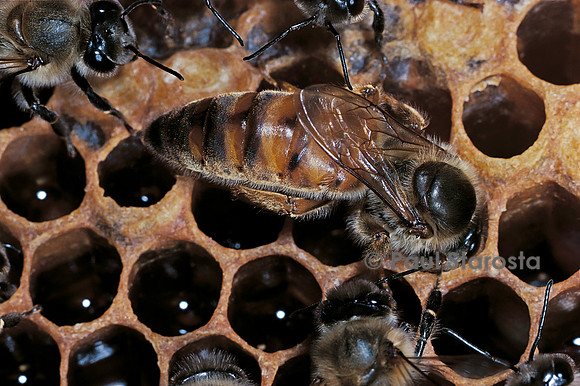 Apis mellifera (abeille) - reine contrôlant la cellule avant de pondre
