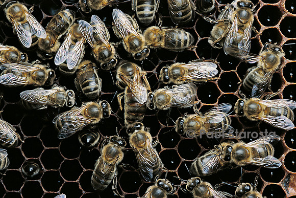 Apis mellifera (abeille) - reine contrôlant la cellule avant de pondre