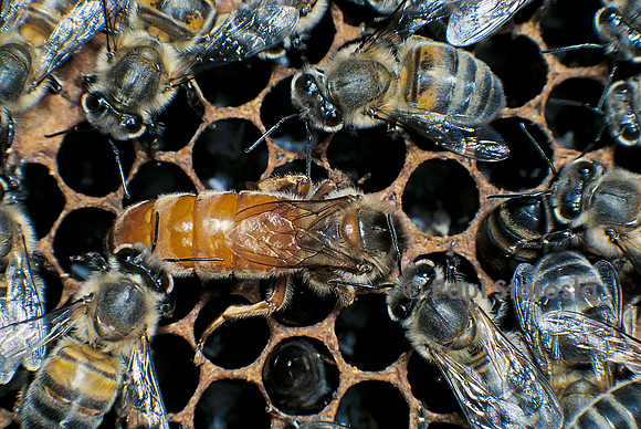 Apis mellifera (abeille) - reine contrôlant la cellule avant de pondre