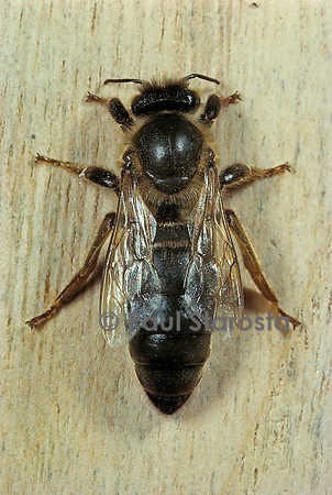 Apis mellifera (abeille) - reine