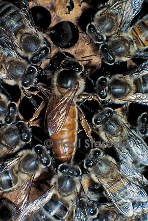 Apis mellifera (abeille) - reine et sa cour