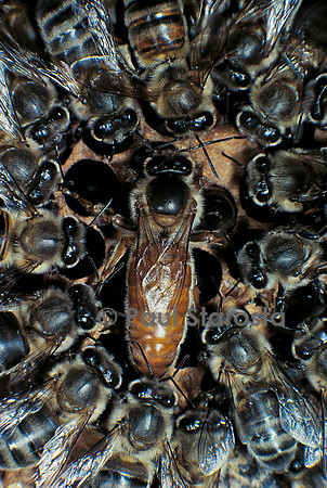 Apis mellifera (abeille) - reine et sa cour