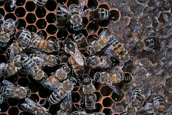 Apis mellifera (abeille) - reine et sa cour