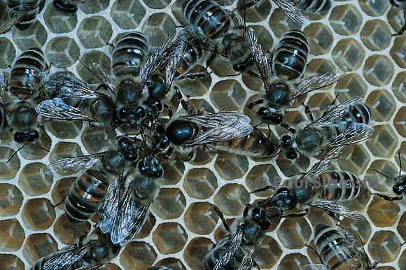 Apis mellifera (abeille) - reine et sa cour