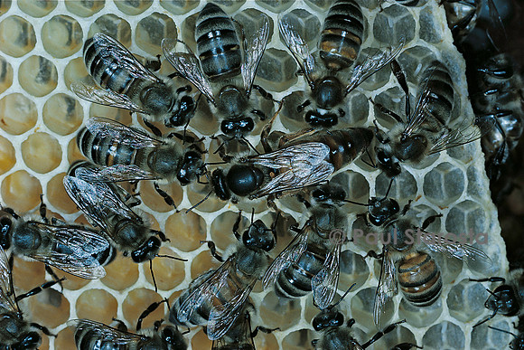 Apis mellifera (abeille) - reine et sa cour