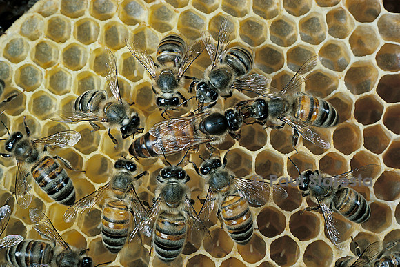 Apis mellifera (abeille) - reine et sa cour