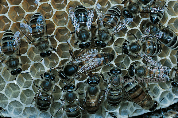 Apis mellifera (abeille) - reine et sa cour