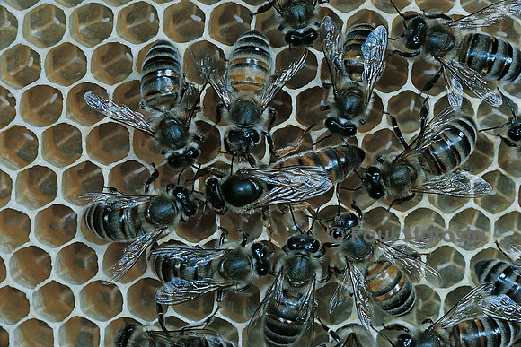 Apis mellifera (abeille) - reine et sa cour