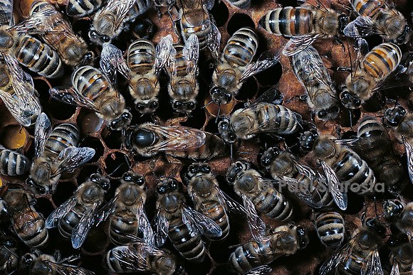 Apis mellifera (abeille) - reine et sa cour